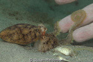 A baby Octopus explores the human hand. by Suzan Meldonian 